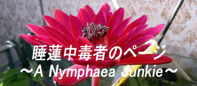 �X�C�������Ŏ҂̃y�[�W