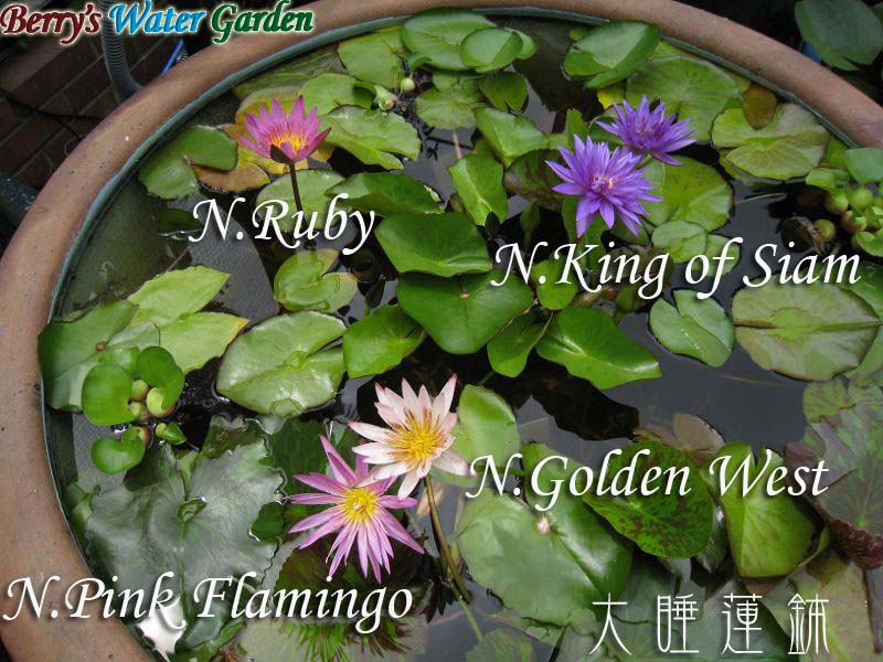 �M�уX�C�����i���炫��j�̐A���t���ƐA���ւ�