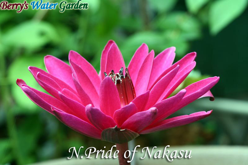 �M�уX�C�����i��炫��j�̐A���t���ƐA���ւ�