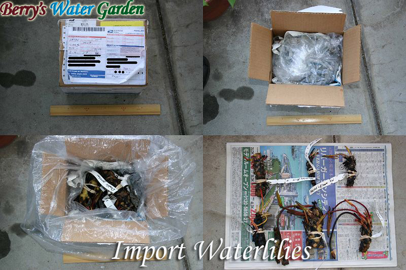 ���@�̗A��