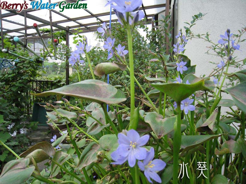 �~�Y�A�I�C�̈�ĕ�